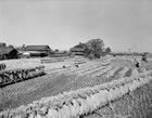 41 . HARVESTING RICE, NARA