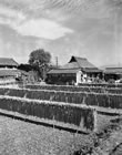 42 . RICE STALKS DRYING, NARA