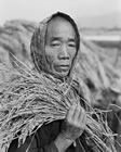 110 . MAN HOLDING RICE